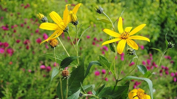 Mehrere gelbe Blüten vom Topinambur