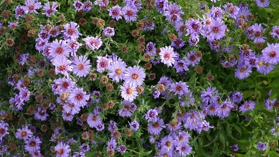 Eine Pflanze mit vielen kleinen Blüten in Lila.