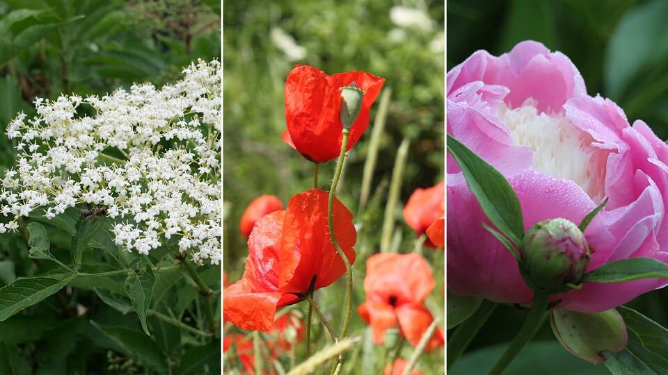 Frühsommer Diese Gartenarbeiten stehen im Mai und Juni an MDR.DE
