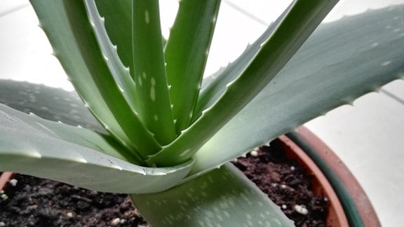 Eine Echte Aloe  im Topf. 
