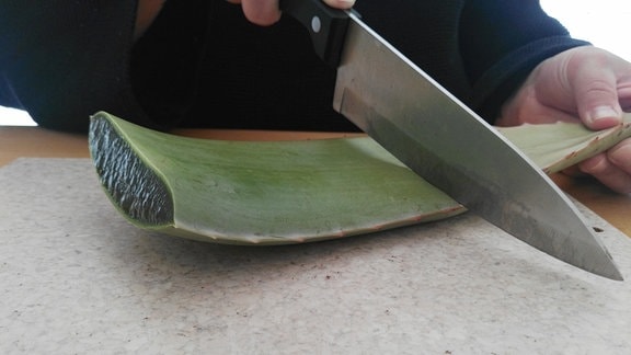 Mit einem Messer wird ein  Aloe-Blatt  angeschnitten.  