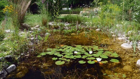 Schwimmteich im Garten Welche Pflanzen sind