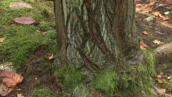 Der am Fuß mit Moos bewachsene Baumstamm eines Amerikanischen Schlangenhautahorns im Egapark in Erfurt
