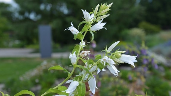 Weiße Blüten einer Waldglockenblume 