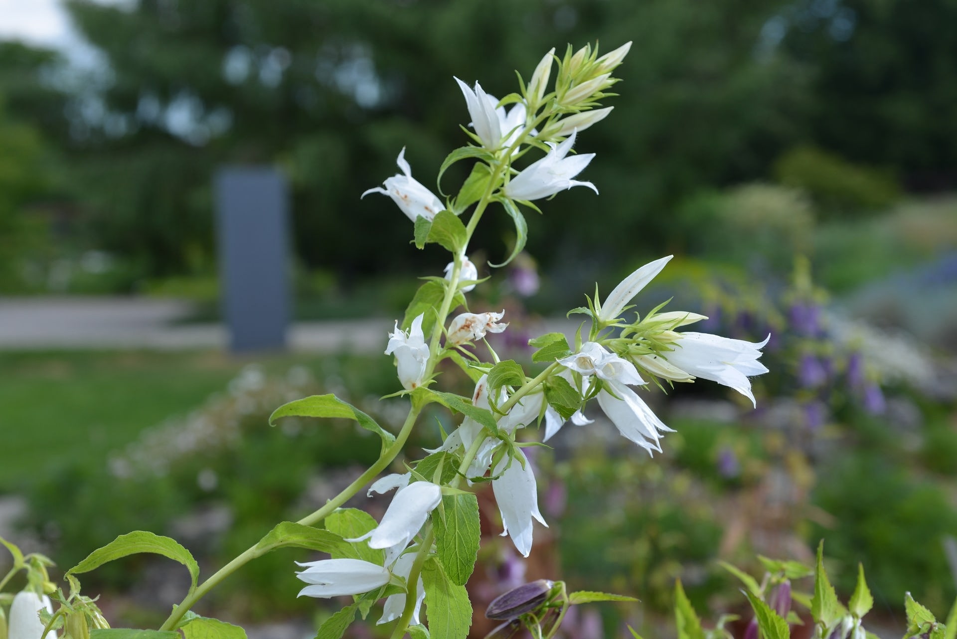 Glockenblumen schöne Arten MDR.DE