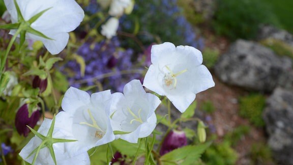Niedrige Glockenblume Blaue Clips Campanula zahlreiche Blüten im Topf