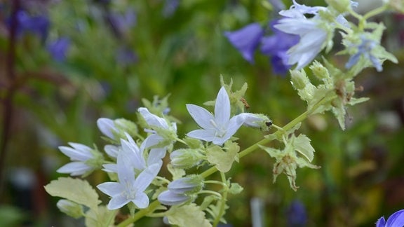 Weiße sternförmige Blüten einer Glockenblume 
