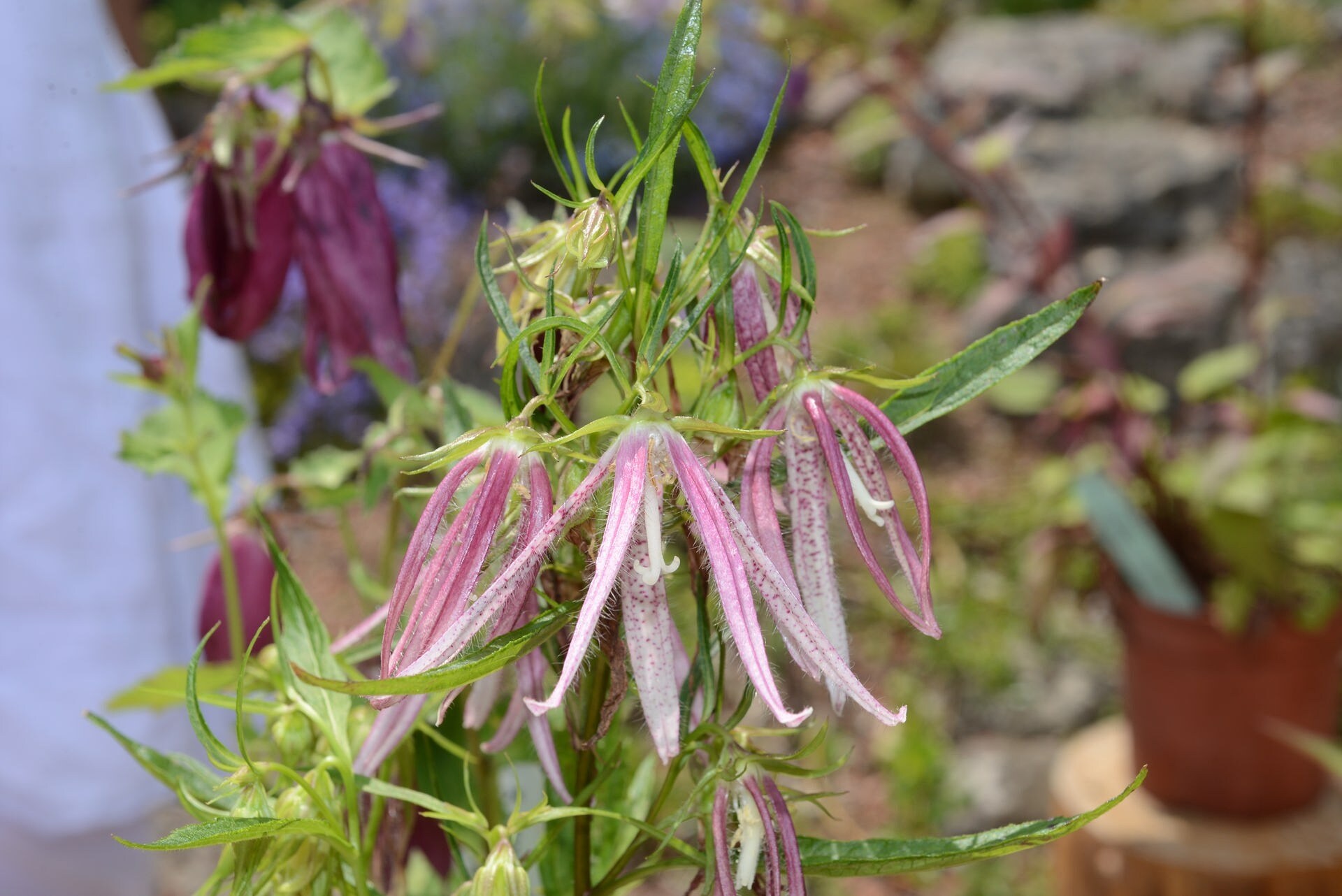 Glockenblumen - schöne Arten vorgestellt | MDR.DE