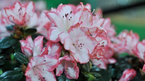 weiß-rosa blühende Zimmerazalee (Rhododendron simsii)