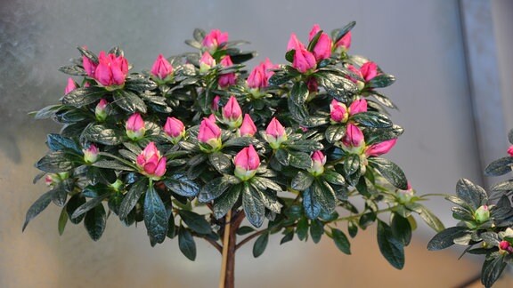 rosa blühende Zimmerazalee (Rhododendron simsii) in Stämmchenform