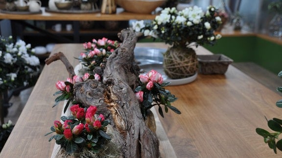 verschiedenen kleine Zimmerazaleen (Rhododendron simsii) stehen mit einer Wurzel arrangiert auf einem Tisch