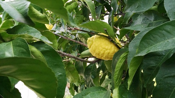 An einem Baum hängende Zitronat-Zitrone.  