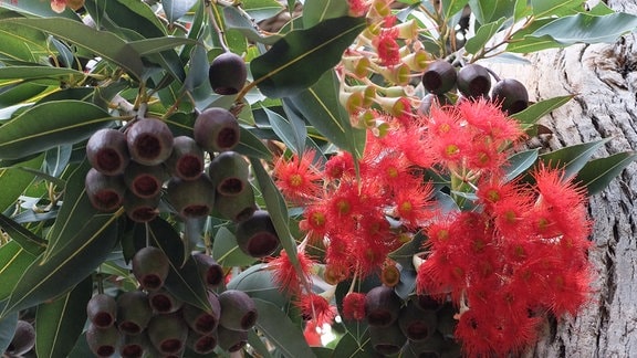 Eukalyptus mit Blüten und Früchten in Neuseeland  