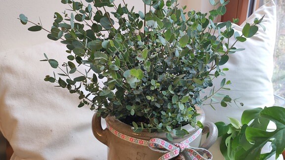 i ECHTER EUKALYPTUS !i Zimmerpflanze Wintergarten Kübel Balkon Terrasse Exot 