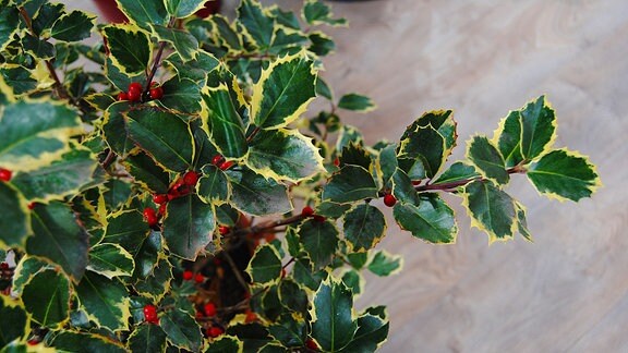 Einige Zweige der Pflanze Ilex aquifolium ′Rubricaulis aurea′ mit grünen, gelblich umrandeten, gezackten Blättern und roten Beeren  