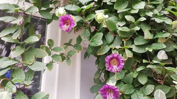 Lila Glockenreben (Kletterpflanze) blühen an einer Hauswand in Erfurt