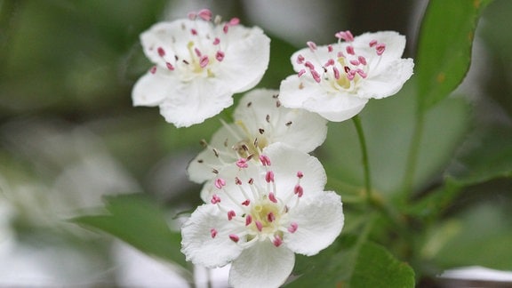 Weiße Blüten des Weißdorn-Strauchs. 