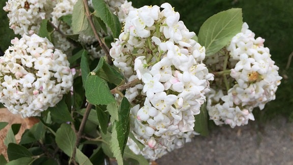 Zweige mit weißen Blütenbällen vom Duft-Schneeball