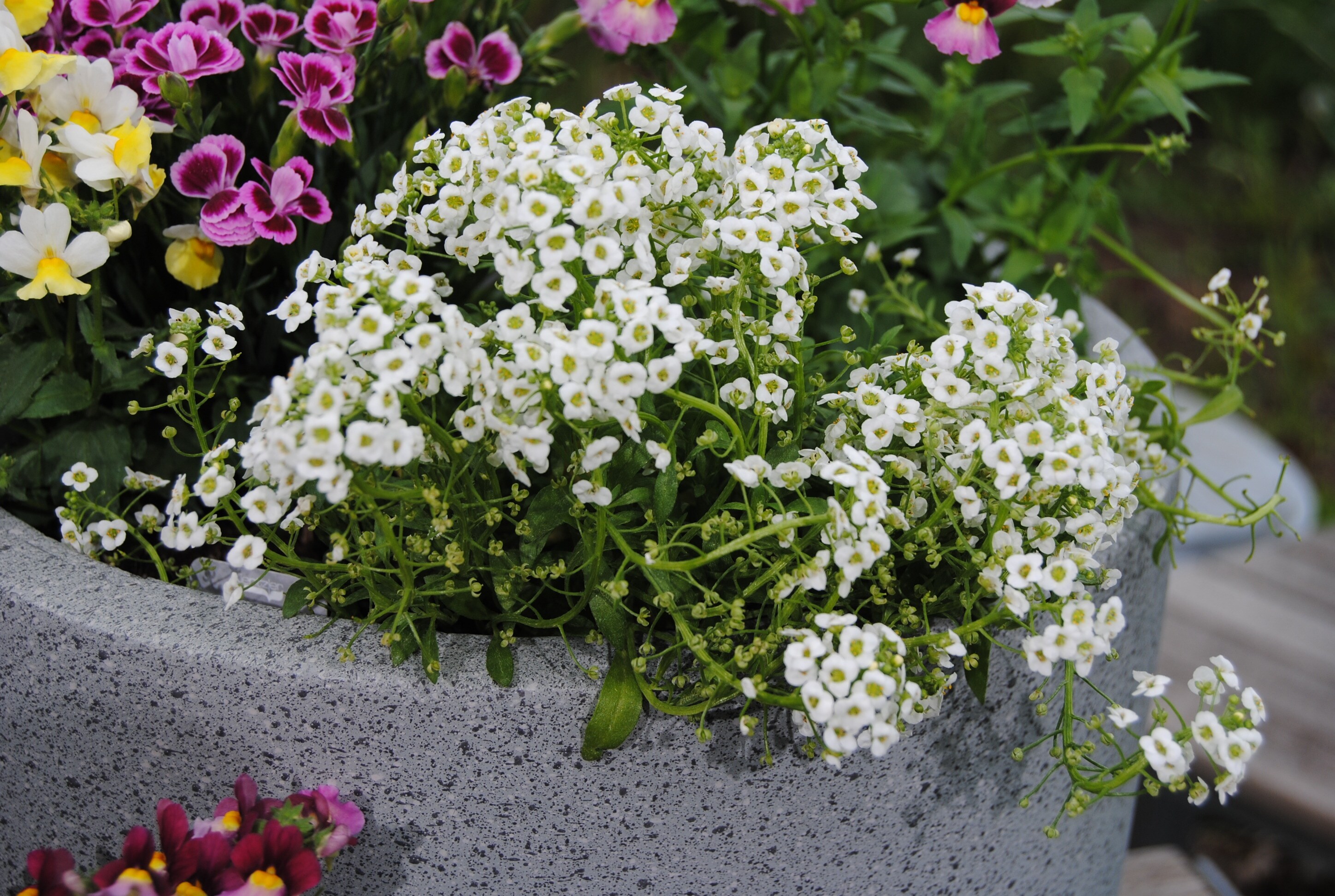 Duftende Blumen für den Sommer MDR.DE