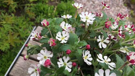 Weiß blühender Nachtphlox im Topf