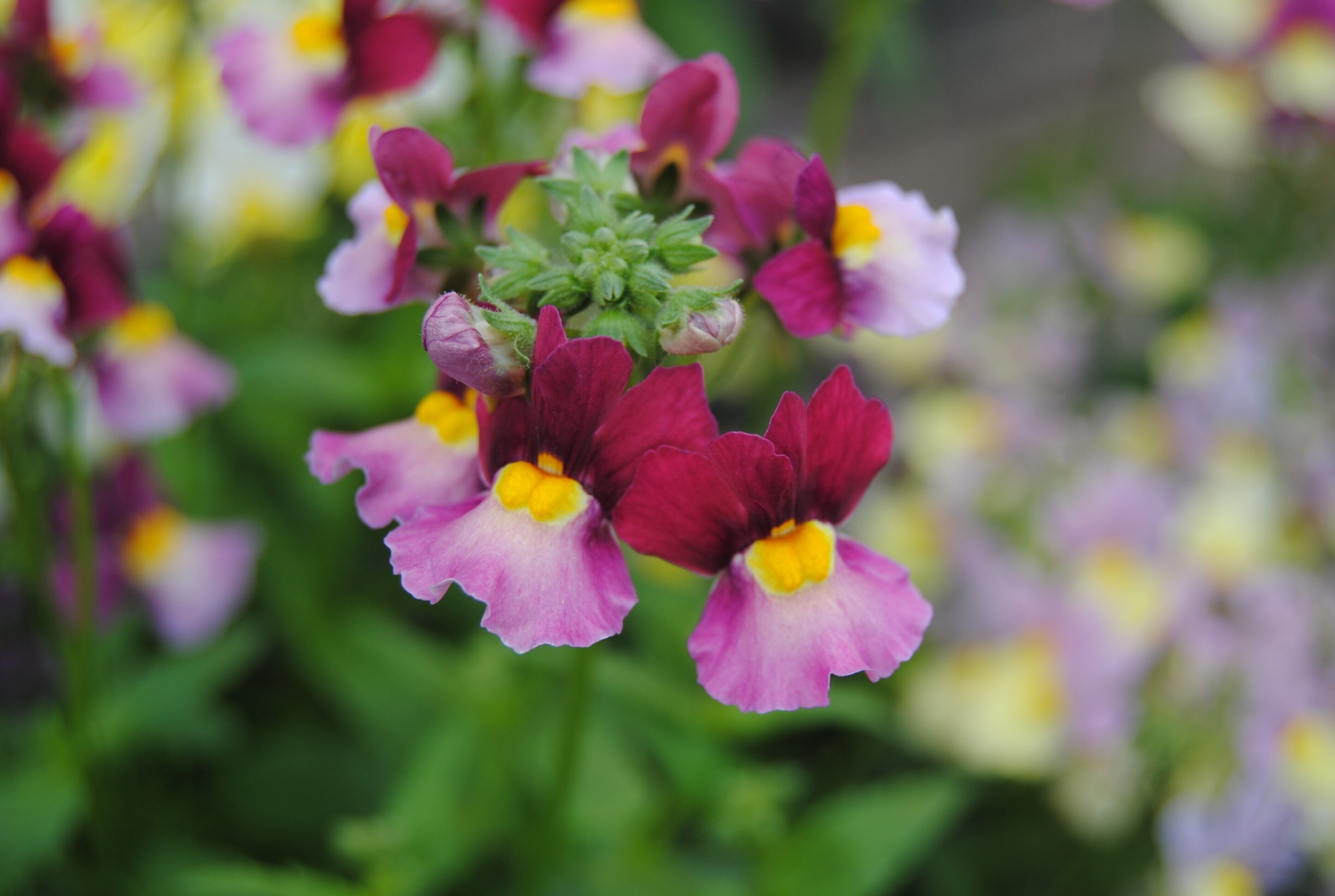 Duftende Blumen für den Sommer | MDR.DE