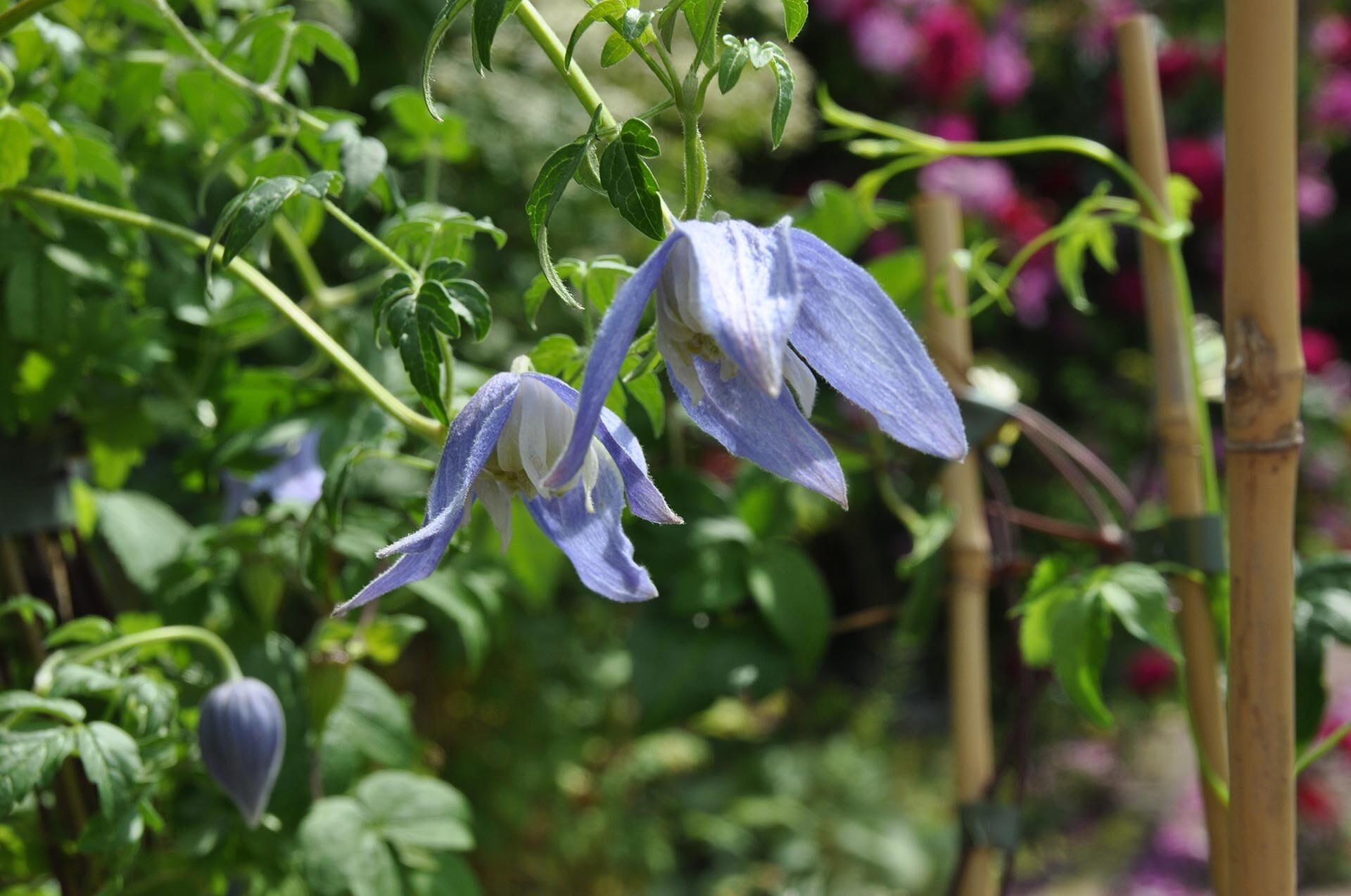Clematis WaldrebenSorten MDR.DE
