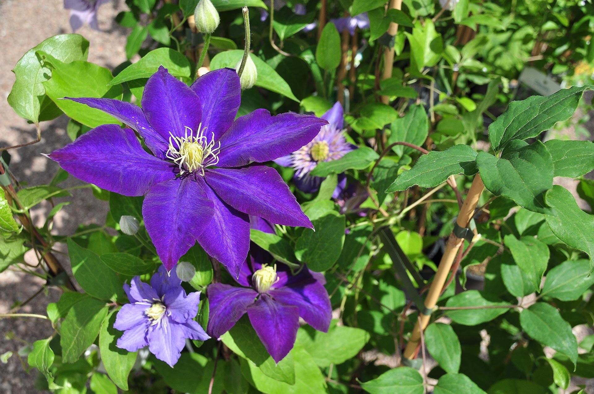 Clematis WaldrebenSorten MDR.DE