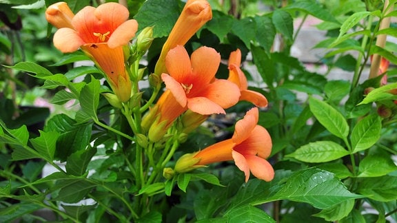 Klettertrompete mit orangenen, trichterförmigen Blüten, die nach oben wachsen.    