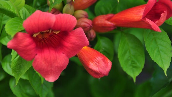 Klettertrompete mit roten, trichterförmigen Blüten.   