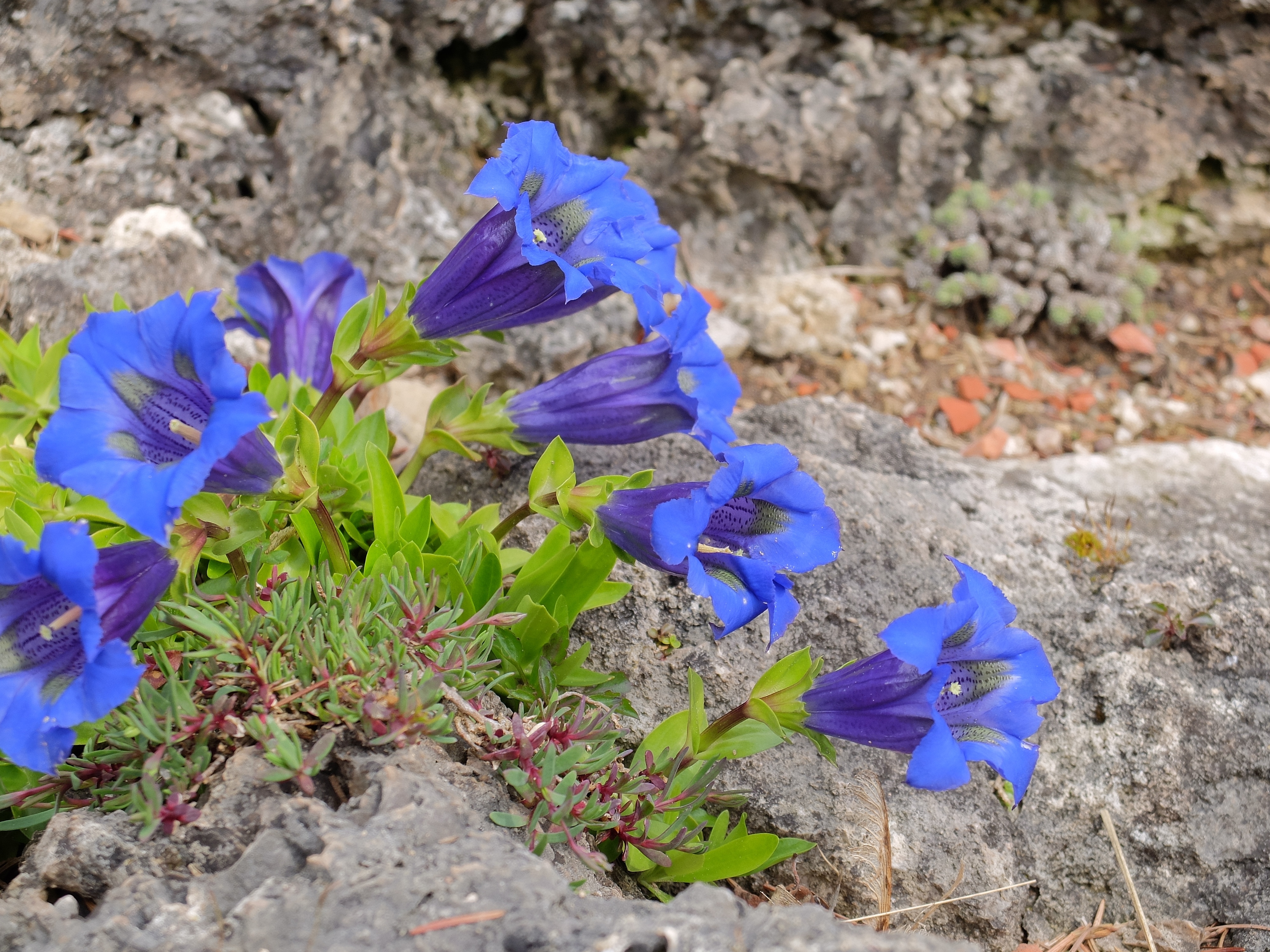 Kaltkeimer im Garten | MDR.DE