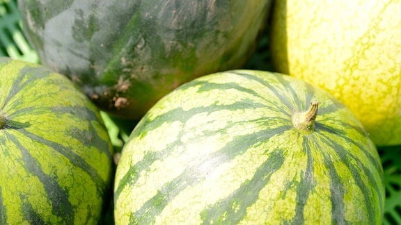 Verschiedene Wassermelonen 