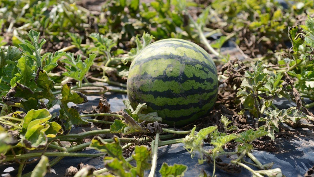 Wassermelonen Im Garten Anbauen Pflegen Und Ernten Mdr De