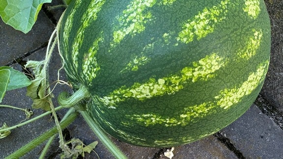 Wassermelone_Anbau_Erfurt