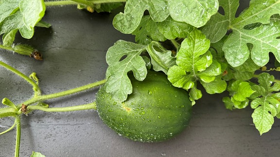 Wassermelone im Wachstum