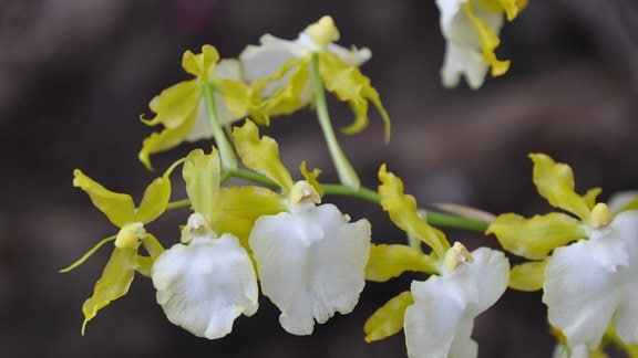 Orchideen Miltonidium