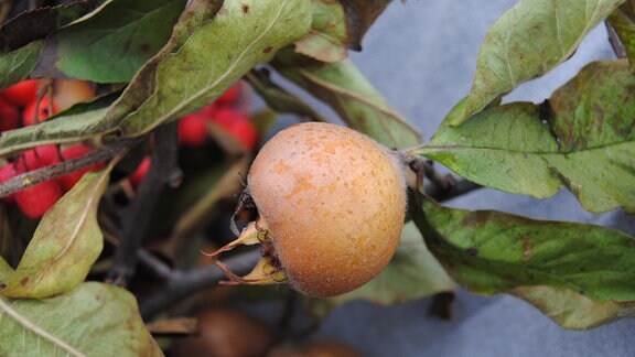 Zweig mit brauner Frucht der Wildobst-Art Mispel