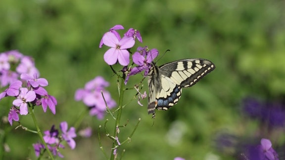 Eine blühende Nachtviole (Hesperis) mit einem Falter.