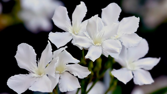 Oleanderblüte weiß