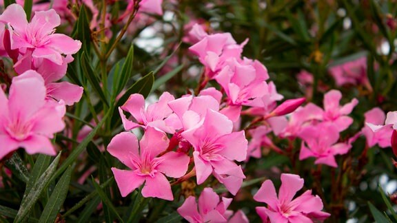 rosa blühender Oleander 