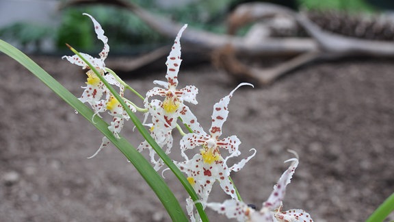 Orchideen Oncidium-naevium
