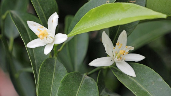 Weiße Blüten an einem Orangenbaum