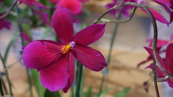 Orchidee Burrageara Nelly Isler