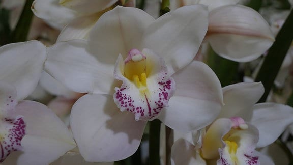 Orchidee Cymbidium Hybride