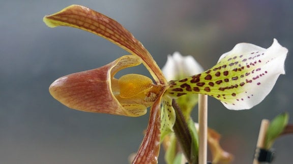 Orchidee Paphiopedilum Hybride