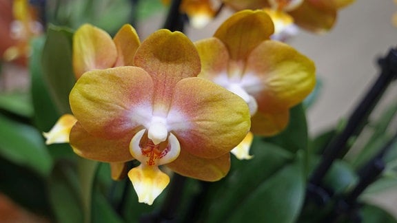 Orchidee Phalaenopsis Las Vegas