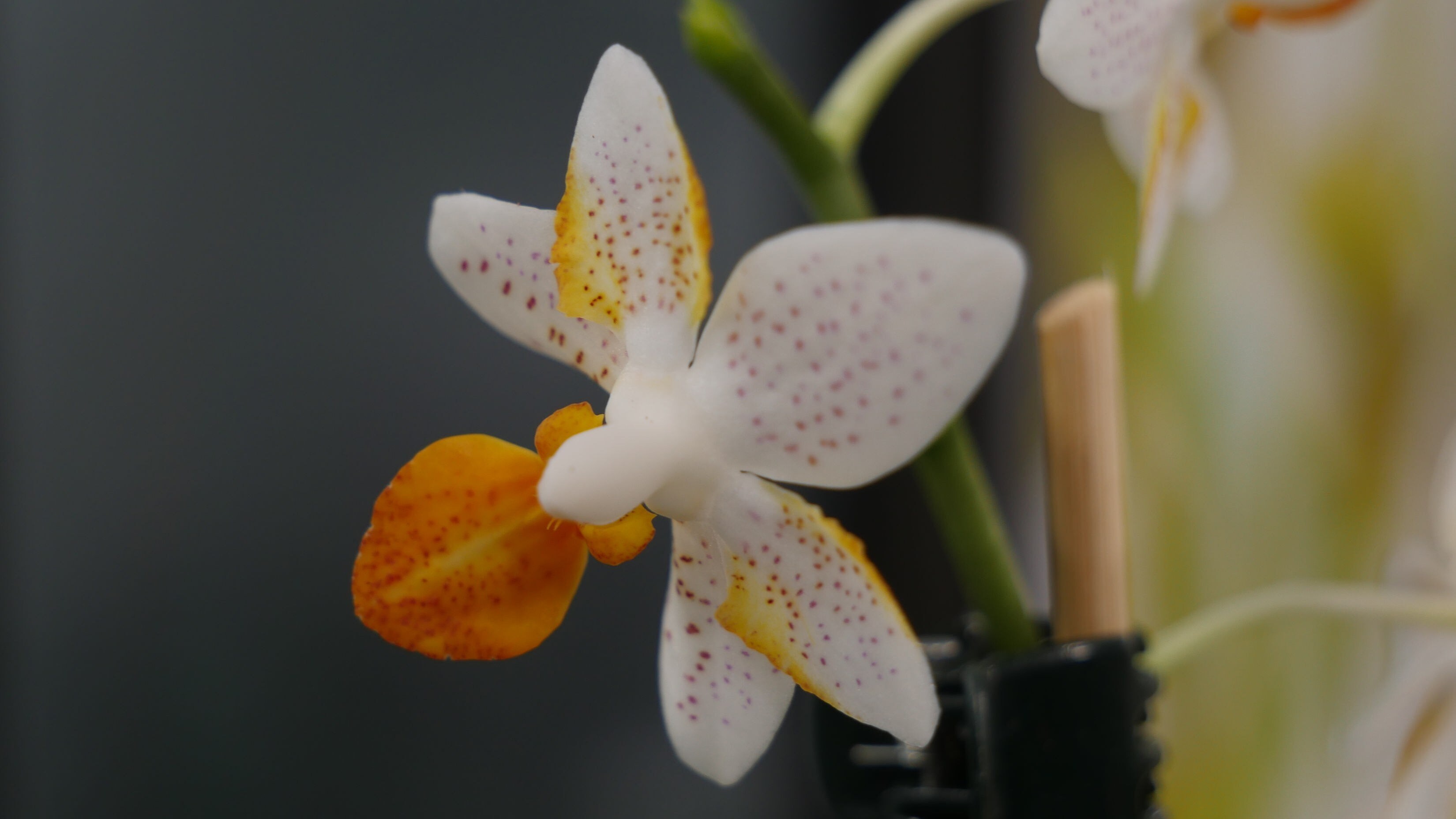Orchideen Schöne Arten MDR.DE