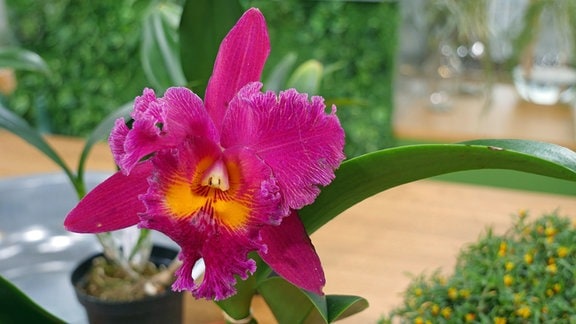 Orchidee Rlc.Sunyang Ruby Sinmei