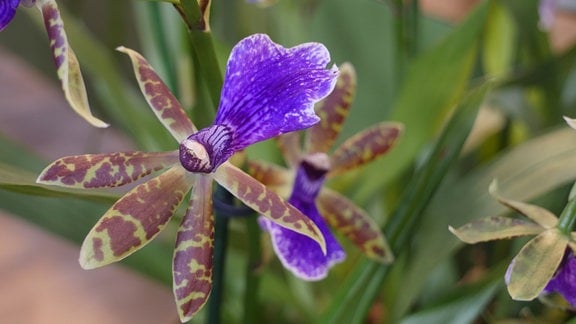 Orchidee Zygopetalum Trozy Blue