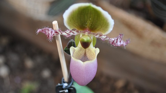 Orchideen Paphiopedilum-Pinocchio
