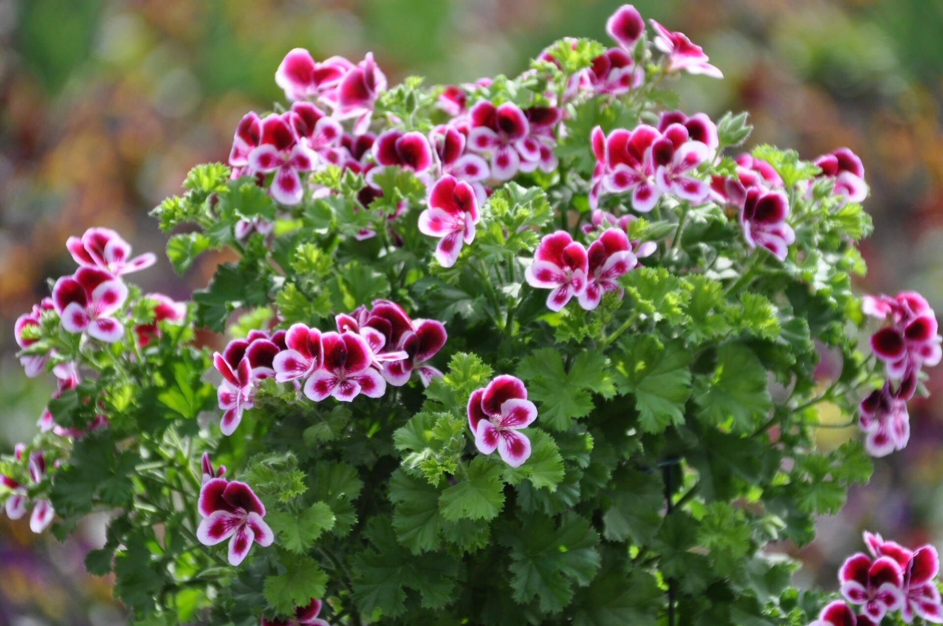 Duftpelargonien – Schöne Sorten vorgestellt | MDR.DE